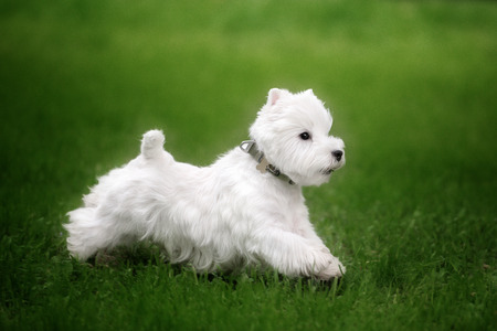 Cute West highland white Terrier in a lush Park. The pink trees.の写真素材