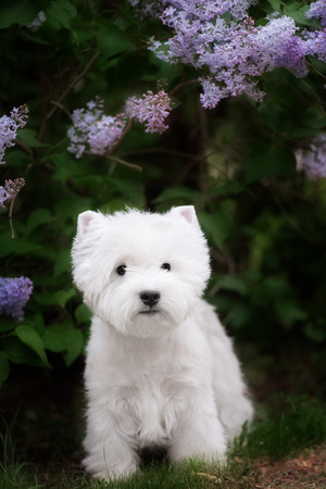 Cute West highland white Terrier in a lush Park. The pink trees.の写真素材