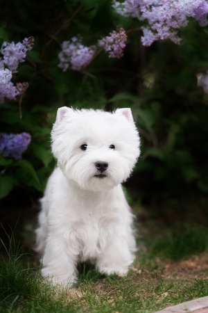 Cute West highland white Terrier in a lush Park. The pink trees.の写真素材
