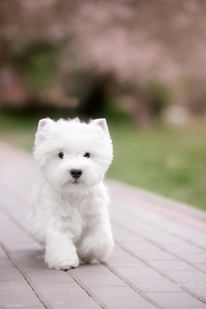 Cute West highland white Terrier in a lush Park. The pink trees.の写真素材