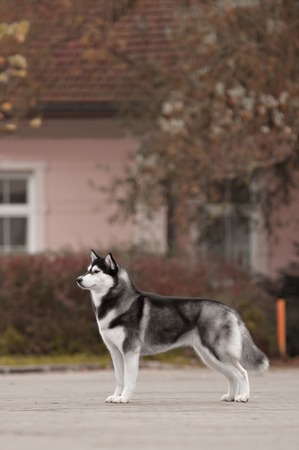 Portrait of Siberian Husky black and white color in outdoorの写真素材