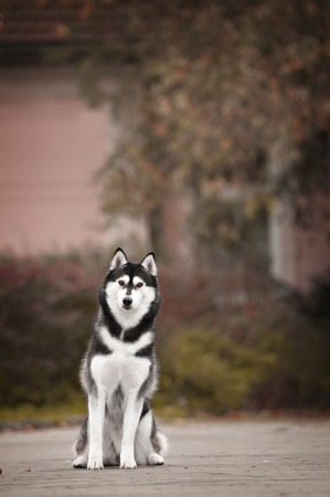 Portrait of Siberian Husky black and white color in outdoorの写真素材