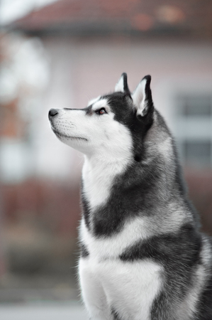 Portrait of Siberian Husky black and white color in outdoorの写真素材
