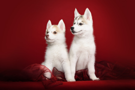 Cute little puppy of syberian husky in red backgroundの写真素材