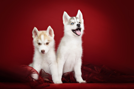 Cute little puppy of syberian husky in red backgroundの写真素材