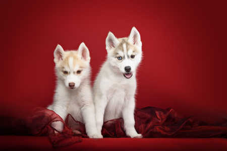 Cute little puppy of syberian husky in red backgroundの写真素材