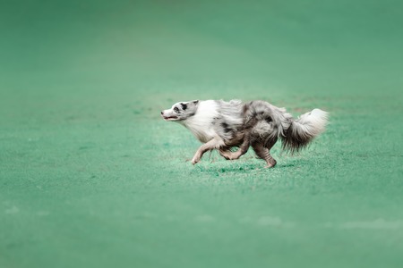 A picture of a fast dog running on the grass