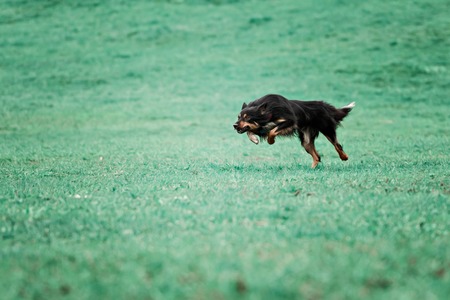 A picture of a fast dog running on the grassの写真素材