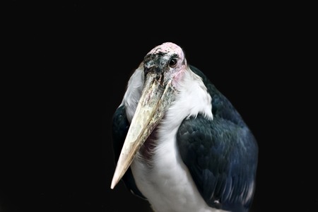 A very old marabou stork sitting aloneの写真素材