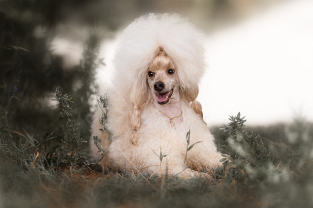 Portrait of a female apricot poodle dog in outdooreの写真素材