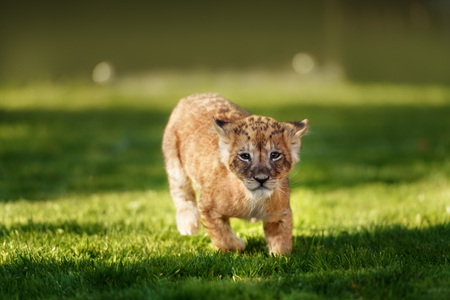 Young lion cub in the green grass on a Sunny dayの写真素材