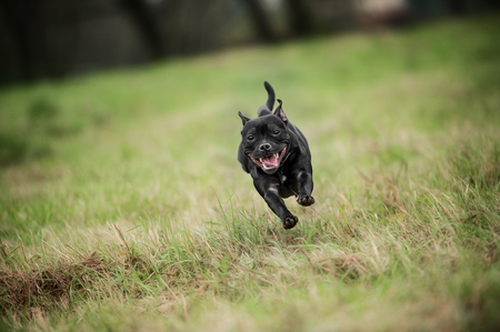 English staffordshire bull terrier running and jumpの写真素材