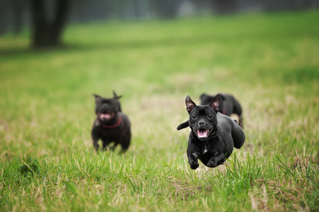 English staffordshire bull terrier running and jumpの写真素材