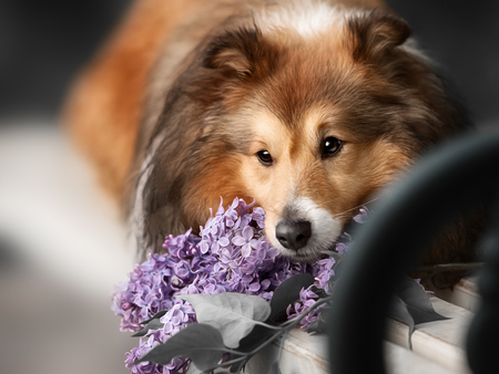 Cute little Sheltie dog with a bouquet of flowers in the spring gardenの写真素材