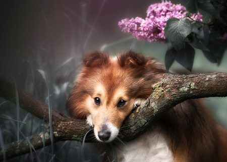 Cute little Sheltie dog with a bouquet of flowers in the spring gardenの写真素材