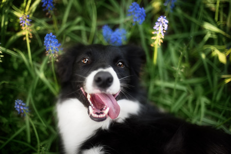 Dog border colli playing outside and smilesの写真素材