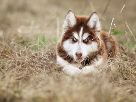 Close up dirty siberian husky puppy playing in the gardenの写真素材