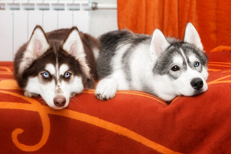 Two husky with blue eyes, are at home on the sofaの写真素材