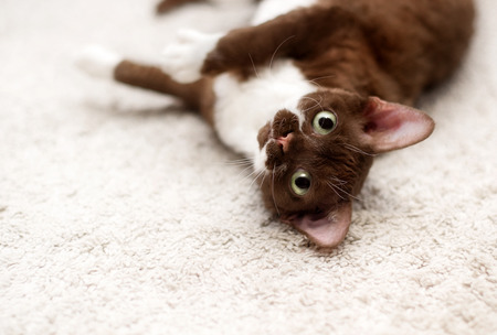 Portrait of young devon rex cat in homeの写真素材