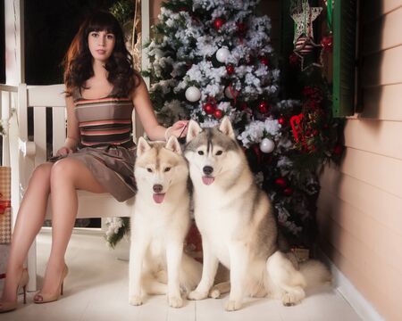 Young beautiful woman with husky dogs in a Christmas setting.の写真素材