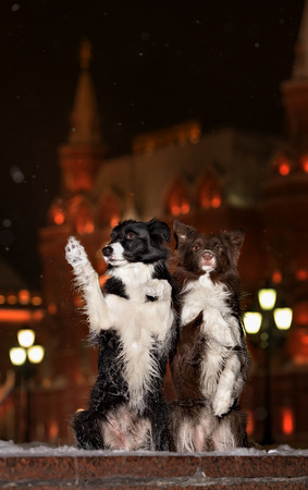 Border Collie illuminated lightの写真素材