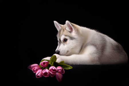 Siberian Husky puppy with flowerの写真素材