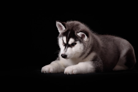 Cute little puppy of syberian huskyの写真素材