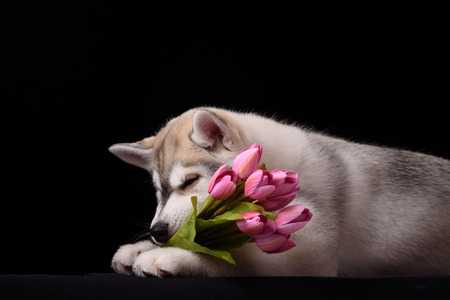 Siberian Husky puppy with flowerの写真素材