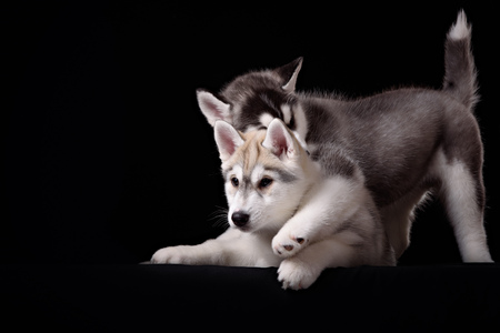Two cute husky puppiesの写真素材