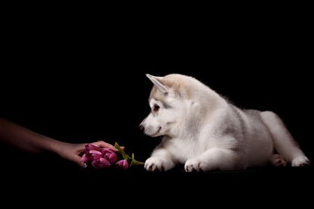 Siberian Husky puppy with flower on black backgroundの写真素材