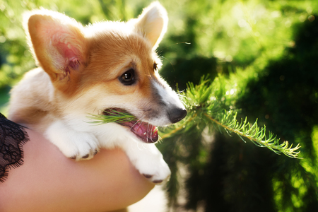 dog Welsh Corgi Pembrokeの写真素材
