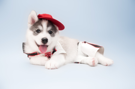 Close up of siberian husky puppyの写真素材