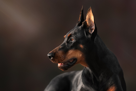 Portrait of purebred dobermanの写真素材