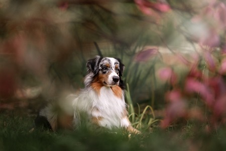 adorable australian shepherd dog posing in the park