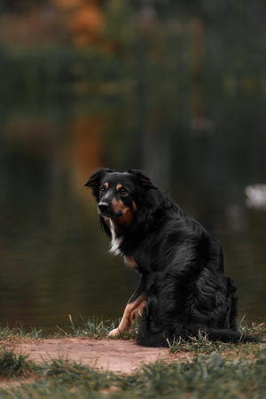 Cute black white border collieの写真素材