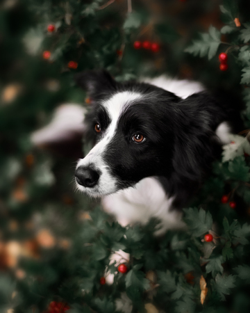 Cute black white border collieの写真素材