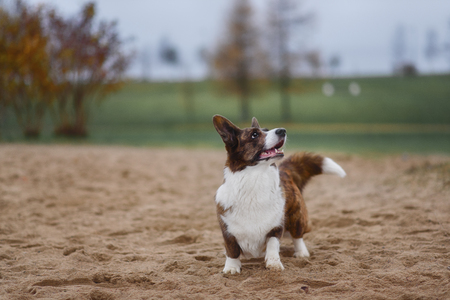 Adult dog welsh corgi cardigan posing outdooreの写真素材