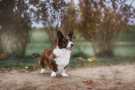 Adult dog welsh corgi cardigan posing outdooreの写真素材