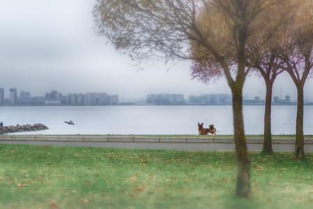 Adult dog welsh corgi cardigan posing outdooreの写真素材