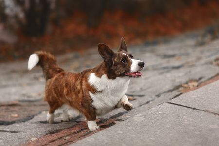 Adult dog welsh corgi cardigan posing outdooreの写真素材