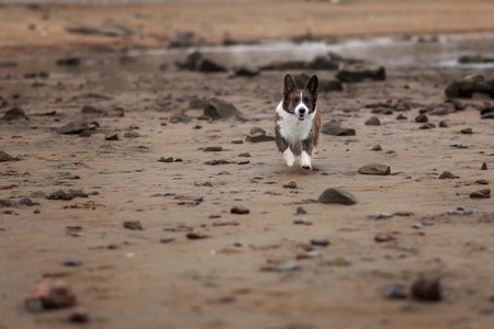 Adult dog welsh corgi cardigan posing outdooreの写真素材