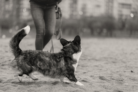 Adult dog welsh corgi cardiganの写真素材