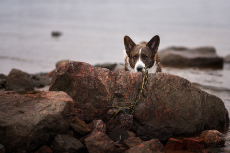 Adult dog welsh corgi cardiganの写真素材