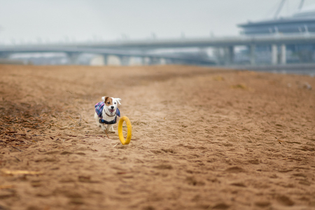 Jack Russel Parson Dog Run Toward The Cameraの写真素材