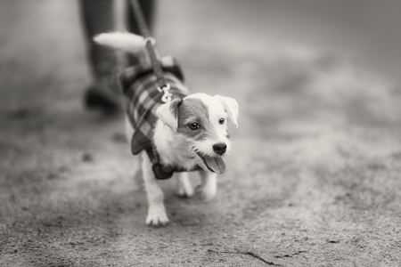 Jack Russel Parson Dog Run Toward The Cameraの写真素材