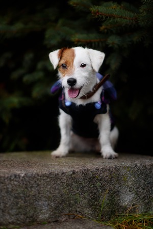 Jack Russel Parson Dog Run Toward The Cameraの写真素材
