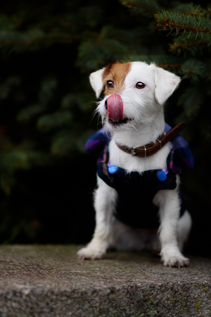 Jack Russel Parson Dog Run Toward The Cameraの写真素材
