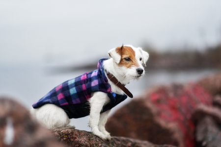 Jack Russel Parson Dog Run Toward The Camera Low Angle High Speed Shotの写真素材