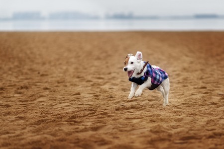 Jack Russel Parson Dog Run Toward The Camera Low Angle High Speed Shotの写真素材