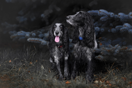 Cute Russian spaniel black and white Sits and run and play in a parkの写真素材